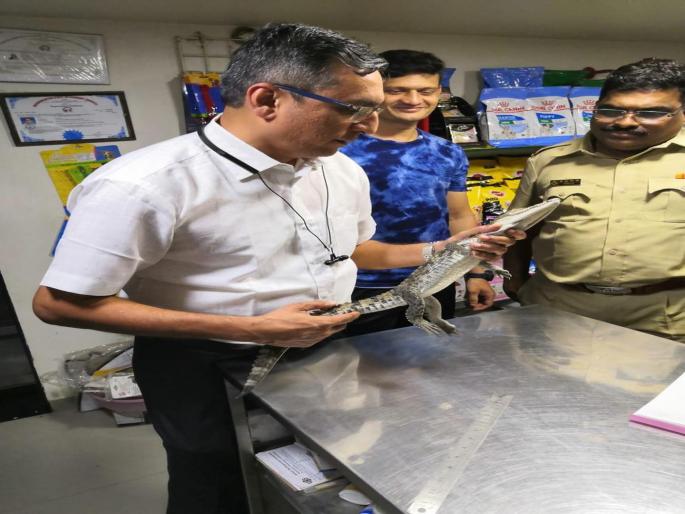 Rare crocodile smuggling trio arrested | दुर्मिळ मगरींची तस्करी करणाऱ्या त्रिकुटाला बेड्या Rare crocodile smuggling trio arrested | दुर्मिळ मगरींची तस्करी करणाऱ्या त्रिकुटाला बेड्या