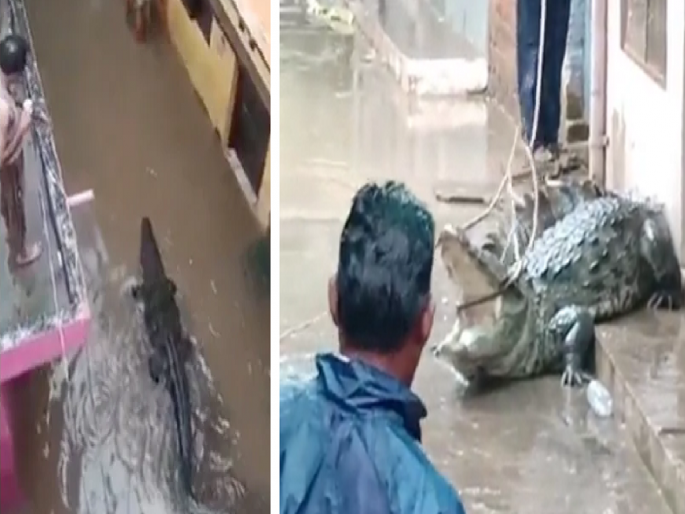 Madhya Pradesh Rain: Crocodile Enters Residential Colony: huge crocodile came with rainwater in Shivpuri madhya Pradesh, see Video... | Crocodile Viral Video: पावसाच्या पाण्यासोबत अजस्त्र मगरीचे आगमन; नागरिकांमध्ये भीतीचे वातावरण, पहा Video... Madhya Pradesh Rain: Crocodile Enters Residential Colony: huge crocodile came with rainwater in Shivpuri madhya Pradesh, see Video... | Crocodile Viral Video: पावसाच्या पाण्यासोबत अजस्त्र मगरीचे आगमन; नागरिकांमध्ये भीतीचे वातावरण, पहा Video...