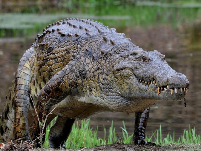 Karanataka-Crime-news-woman-throws-mute-son-into-crocodile-infested-river-after-fight-with-husband | माता न तू वैरिणी; नवऱ्यासोबत भांडणाचा राग, चिमुकल्याला मगरींनी भरलेल्या नदीत फेकले... Karanataka-Crime-news-woman-throws-mute-son-into-crocodile-infested-river-after-fight-with-husband | माता न तू वैरिणी; नवऱ्यासोबत भांडणाचा राग, चिमुकल्याला मगरींनी भरलेल्या नदीत फेकले...