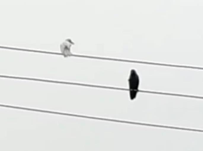 wonder ... a white crow was found in Murtijapur | अहो, आश्चर्यम... मूर्तिजापूरात आढळला पांढरा कावळा wonder ... a white crow was found in Murtijapur | अहो, आश्चर्यम... मूर्तिजापूरात आढळला पांढरा कावळा