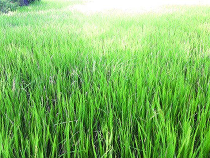 Wada, trekking trunk; The rainy season | वाडा, डहाणूत करप्याचे थैमान; पावसाने मारली प्रदीर्घ दांडी Wada, trekking trunk; The rainy season | वाडा, डहाणूत करप्याचे थैमान; पावसाने मारली प्रदीर्घ दांडी