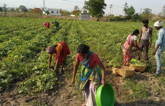 Coronavirus in Wardha; The coronary arthritis increased on the farm | Coronavirus in Wardha; कोरोनाबाधितांचा शेतशिवारात वाढला वावर Coronavirus in Wardha; The coronary arthritis increased on the farm | Coronavirus in Wardha; कोरोनाबाधितांचा शेतशिवारात वाढला वावर