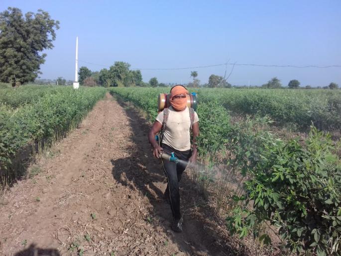 dieses on crop washim | तुरीवर पाने गुंडाळणाऱ्या अळीचा प्रादूर्भाव 