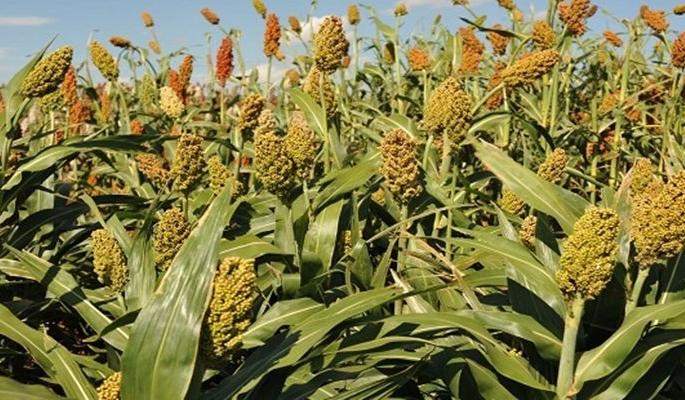 Akala district's Crop Aanewari above 50 paise | अकाेला जिल्ह्यातील सुधारित आणेवारी ५० पैशांच्या वर