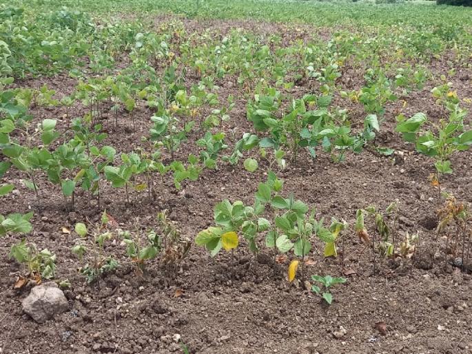 '100 percent loss invalid'; Technical trick played by companies in providing crop insurance | '१०० टक्के नुकसान अमान्य'; पीकविमा देण्यात कंपन्यांनी घातला तांत्रिक खोडा '100 percent loss invalid'; Technical trick played by companies in providing crop insurance | '१०० टक्के नुकसान अमान्य'; पीकविमा देण्यात कंपन्यांनी घातला तांत्रिक खोडा