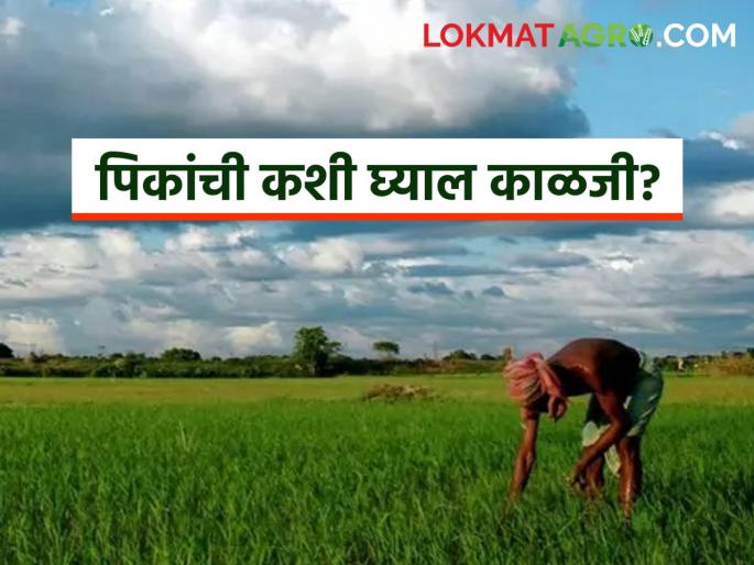 Krushi Salla : latest news Read in detail how to take care of crops during unseasonal rains | Krushi Salla : अवकाळी पावसात पिकांची कशी घ्याल काळजी वाचा सविस्तर Krushi Salla : latest news Read in detail how to take care of crops during unseasonal rains | Krushi Salla : अवकाळी पावसात पिकांची कशी घ्याल काळजी वाचा सविस्तर