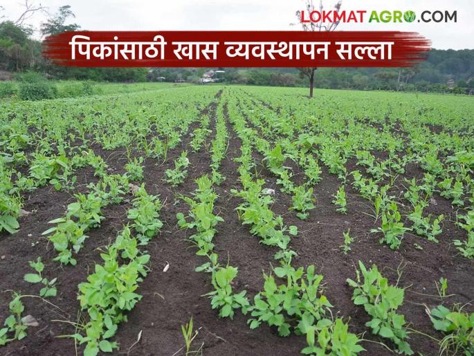 latest news Krushi Salla: Read important agricultural advice for farmers in Marathwada in detail | Krushi Salla : मराठवाड्यातील शेतकऱ्यांसाठी महत्त्वाचा कृषी सल्ला वाचा सविस्तर