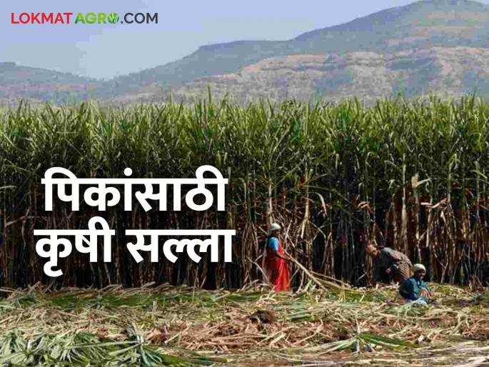 Krushi Salla: Take care of crops in this way during the increasing heat | Krushi Salla: वाढत्या उन्हात पिकांची अशी घ्या काळजी वाचा सविस्तर Krushi Salla: Take care of crops in this way during the increasing heat | Krushi Salla: वाढत्या उन्हात पिकांची अशी घ्या काळजी वाचा सविस्तर
