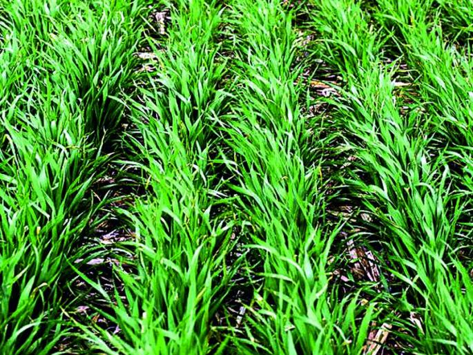 Buldhana district guerrilla; Due to double weather results on crops! | बुलडाणा जिल्हा गारठला; पिकांवर हवामानाचा दुहेरी परिणाम! Buldhana district guerrilla; Due to double weather results on crops! | बुलडाणा जिल्हा गारठला; पिकांवर हवामानाचा दुहेरी परिणाम!