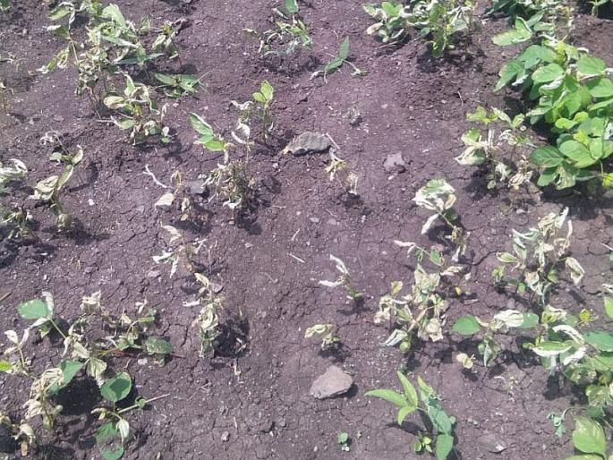Crop damaged by spriying in fields | तणनाशक फवारल्याने पिकेच करपली Crop damaged by spriying in fields | तणनाशक फवारल्याने पिकेच करपली