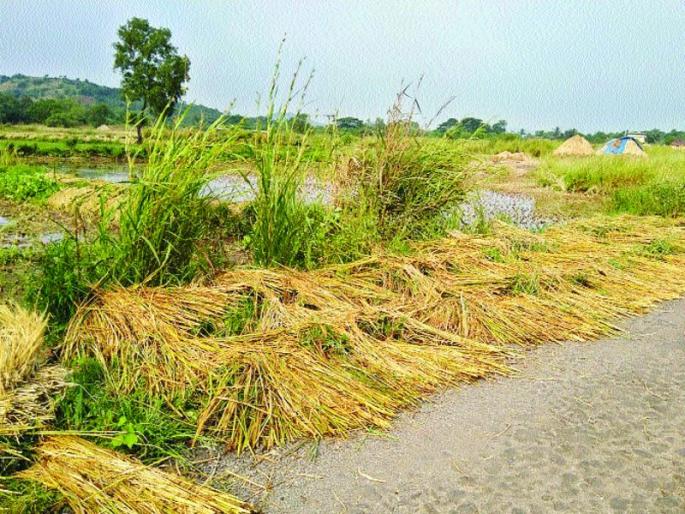 Estimates of loss of 19 lakh hectares of crop in the state | राज्यात ९० लाख हेक्टर पिकांच्या नुकसानीचा अंदाज Estimates of loss of 19 lakh hectares of crop in the state | राज्यात ९० लाख हेक्टर पिकांच्या नुकसानीचा अंदाज