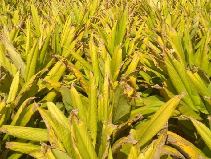 Changes in the environment cause crop failure | वातावरणातील बदलाचा पिकांना फटका Changes in the environment cause crop failure | वातावरणातील बदलाचा पिकांना फटका