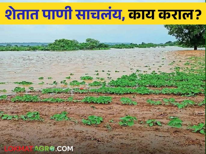 Latest News Agriculture News Damage to crops due to water logging due to rain how to control | Agriculture News : शेतात पाणी साचलंय, 'हे' उपाय नक्की करा! जाणून घ्या सविस्तर Latest News Agriculture News Damage to crops due to water logging due to rain how to control | Agriculture News : शेतात पाणी साचलंय, 'हे' उपाय नक्की करा! जाणून घ्या सविस्तर