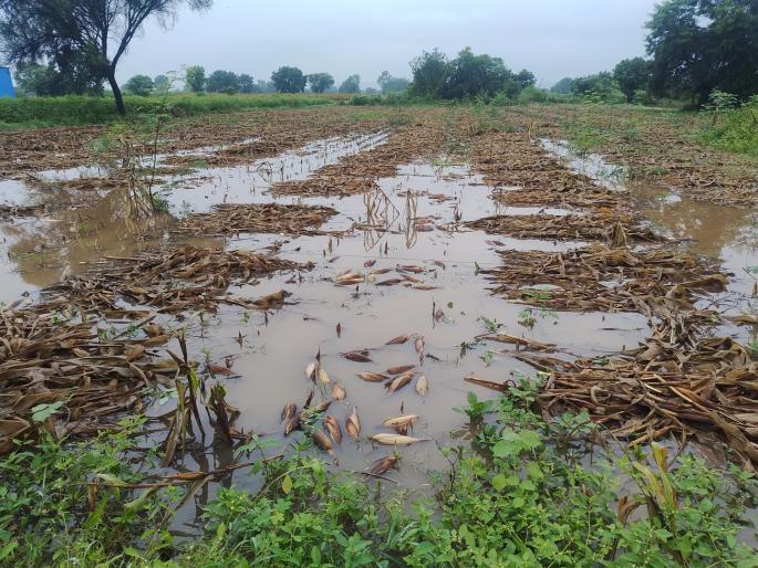 Dharashiv: Farmer, exhausted by the twin crises of debt and heavy rains, commits suicide | Dharashiv: कर्ज, अतिवृष्टीच्या दुहेरी संकटाने खचलेल्या शेतकऱ्याने मृत्यूला कवटाळले! Dharashiv: Farmer, exhausted by the twin crises of debt and heavy rains, commits suicide | Dharashiv: कर्ज, अतिवृष्टीच्या दुहेरी संकटाने खचलेल्या शेतकऱ्याने मृत्यूला कवटाळले!