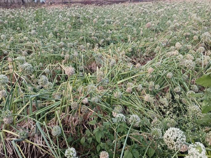 Scarcity on the one hand, bad weather on the other; 163 hectare loss in Chhatrapati Sambhajinagar district | एकीकडे टंचाई, दुसरीकडे अवकाळी; छत्रपती संभाजीनगर जिल्ह्यात १६३ हेक्टरचे नुकसान