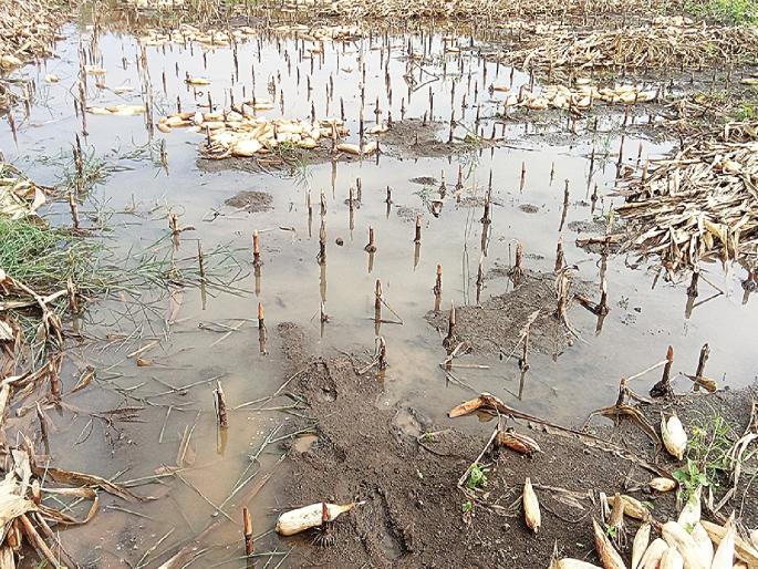 Rains hit Chhatrapati Sambhajinagar district again; Farmers suffer huge losses | छत्रपती संभाजीनगर जिल्हास पुन्हा पावसाने झोडपले; शेतकऱ्यांचे मोठे नुकसान Rains hit Chhatrapati Sambhajinagar district again; Farmers suffer huge losses | छत्रपती संभाजीनगर जिल्हास पुन्हा पावसाने झोडपले; शेतकऱ्यांचे मोठे नुकसान