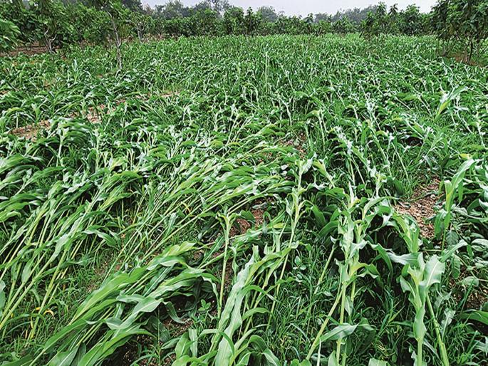 Kharif gone for lack of rain, now rabi loss due to unseasonal weather; Heavy rain in 107 circles in Marathwada | पावसाअभावी खरीप गेले, आता अवकाळीने रब्बीचे नुकसान; मराठवाड्यात १०७ मंडळात अतिवृष्टी Kharif gone for lack of rain, now rabi loss due to unseasonal weather; Heavy rain in 107 circles in Marathwada | पावसाअभावी खरीप गेले, आता अवकाळीने रब्बीचे नुकसान; मराठवाड्यात १०७ मंडळात अतिवृष्टी