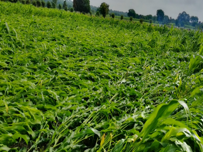 unseasonal rain hits 13 revenue mandals in Latur; Sugarcane-Jwari crop loss, fear of disease on crops | अवकाळीने लातूरातील १३ मंडळांना झोडपले; ऊस-ज्वारीस फटका, पिकांवर रोगाची भीती unseasonal rain hits 13 revenue mandals in Latur; Sugarcane-Jwari crop loss, fear of disease on crops | अवकाळीने लातूरातील १३ मंडळांना झोडपले; ऊस-ज्वारीस फटका, पिकांवर रोगाची भीती