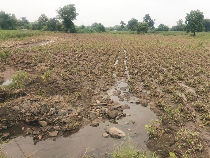 Crops lost, no help; Farmers heartbroken as government's promises fall flat | पिके गेली, मदतही नाही; सरकारचा आश्वासनांचा बार फुसका निघाल्याने शेतकरी हवालदिल Crops lost, no help; Farmers heartbroken as government's promises fall flat | पिके गेली, मदतही नाही; सरकारचा आश्वासनांचा बार फुसका निघाल्याने शेतकरी हवालदिल