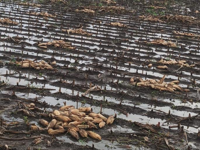 Government's aid announcement is fraudulent, farmers don't even have a penny in their hands; Time to take loans again | शासनाची मदतीची घोषणा फसवी, शेतकऱ्यांच्या हातात दमडीही नाही; पुन्हा कर्ज घेण्याची वेळ Government's aid announcement is fraudulent, farmers don't even have a penny in their hands; Time to take loans again | शासनाची मदतीची घोषणा फसवी, शेतकऱ्यांच्या हातात दमडीही नाही; पुन्हा कर्ज घेण्याची वेळ