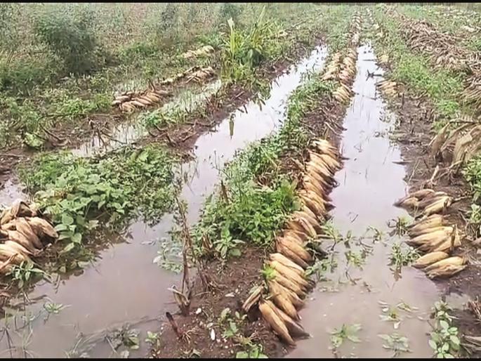 Diwali of rain-affected farmers was spent waiting for subsidy; Disappointment as Kharif season is lost | अनुदानाच्या प्रतीक्षेतच गेली अतिवृष्टीग्रस्त शेतकऱ्यांची दिवाळी; खरीप हंगाम हातचा गेल्याने निराशा Diwali of rain-affected farmers was spent waiting for subsidy; Disappointment as Kharif season is lost | अनुदानाच्या प्रतीक्षेतच गेली अतिवृष्टीग्रस्त शेतकऱ्यांची दिवाळी; खरीप हंगाम हातचा गेल्याने निराशा