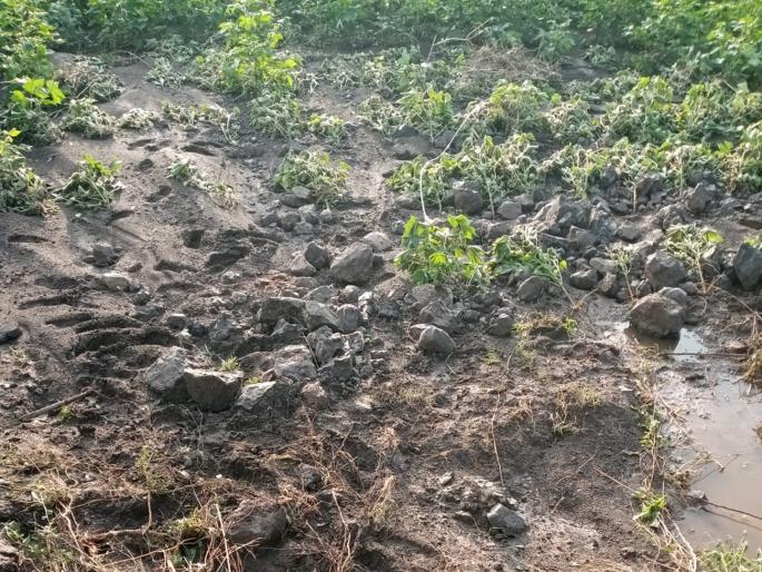 Insurance company refuses to assess crops damaged by heavy rain; Farmers loss in Beed | अतिवृष्टीने पीकांचे नुकसान, मात्र पंचनाम्यास विमा कंपनीचा नकार; बीडमध्ये शेतकऱ्यांना फटका