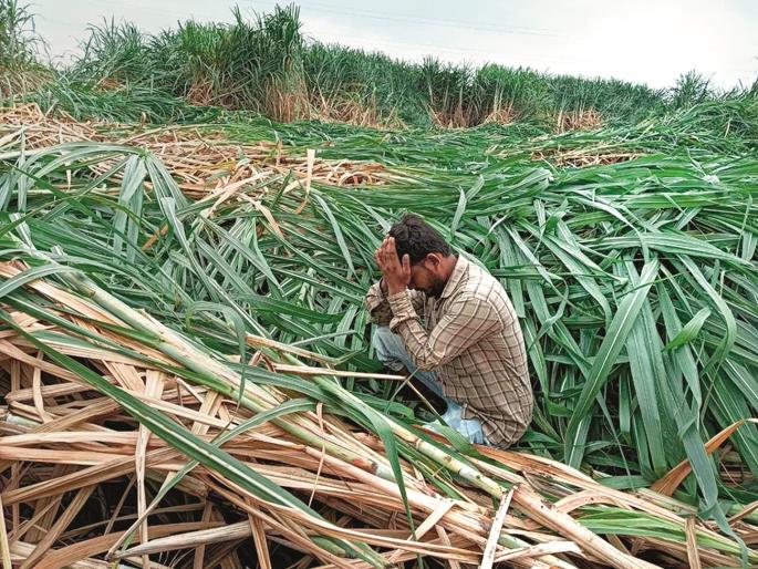 47 thousand hectares in Marathwada were affected by bad weather, the most damage was in the horticultural sector | मराठवाड्यातील ४७ हजार हेक्टरला अवकाळीचा फटका, बागायती क्षेत्राचे सर्वाधिक नुकसान