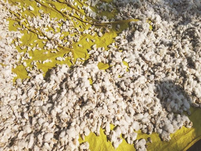 There was a crop grown that had never been there in 25 years, but everything destroys..dreams spoils | २५ वर्षांत कधी नव्हते असे पीक आले पण दृष्ट लागली...स्वप्नांवर पाणी फिरले There was a crop grown that had never been there in 25 years, but everything destroys..dreams spoils | २५ वर्षांत कधी नव्हते असे पीक आले पण दृष्ट लागली...स्वप्नांवर पाणी फिरले