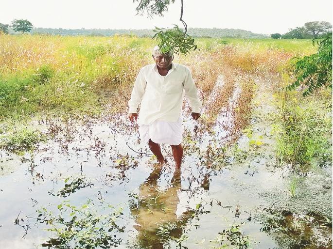 Soybean crop is in water; Smoke from the bald, corn damaged | सोयाबीन पाण्यात; गंजीतून धुराडा, कणसाला मोड Soybean crop is in water; Smoke from the bald, corn damaged | सोयाबीन पाण्यात; गंजीतून धुराडा, कणसाला मोड