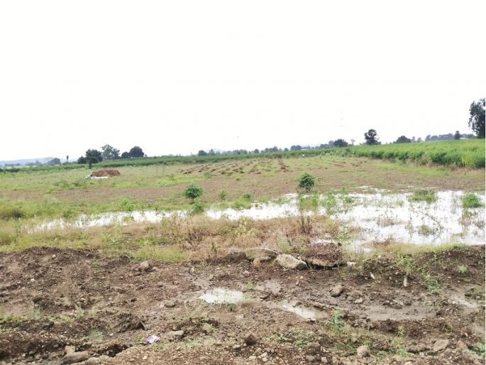 How to make a year out of being consumed by soybeans that are damaged ? Farmers worried | जोमात आलेले सोयाबीन नासल्याने वर्ष काढावे कसे? शेतकरी चिंतेत  How to make a year out of being consumed by soybeans that are damaged ? Farmers worried | जोमात आलेले सोयाबीन नासल्याने वर्ष काढावे कसे? शेतकरी चिंतेत