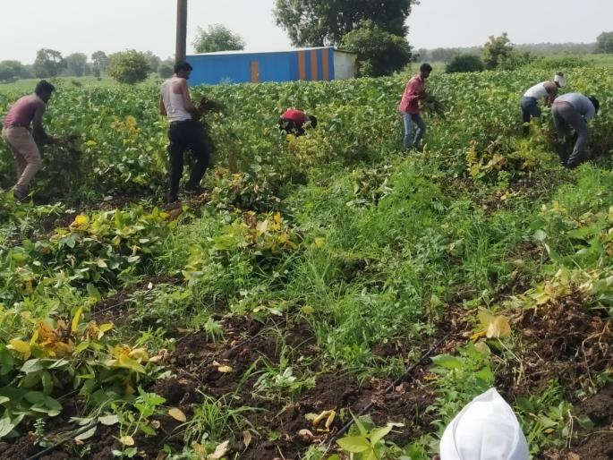 Soybean crop of one and a half acres was uprooted, the farmer was in tears as the expenses were not paid | दीड एकरातील सोयाबीन पिक उपटून टाकले, खर्चही न निघाल्याने शेतकऱ्यास अश्रू अनावर Soybean crop of one and a half acres was uprooted, the farmer was in tears as the expenses were not paid | दीड एकरातील सोयाबीन पिक उपटून टाकले, खर्चही न निघाल्याने शेतकऱ्यास अश्रू अनावर