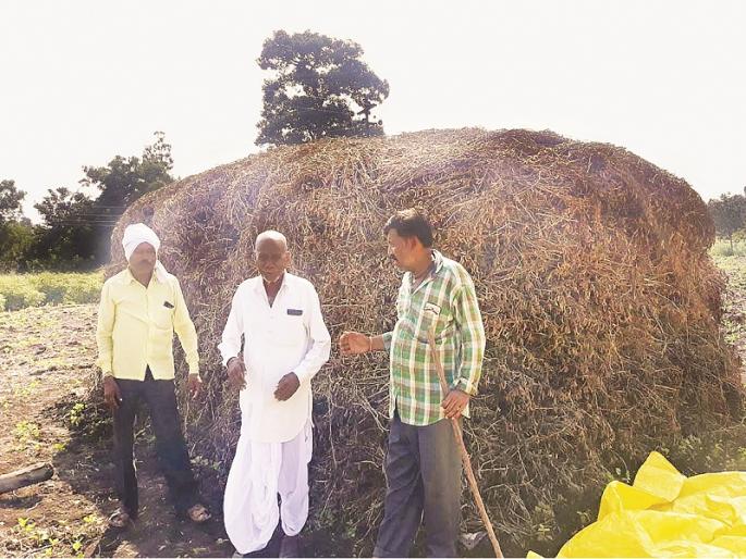 Same picture everywhere; Cotton, turf destroy increased the crisis | सगळीकडे सारखेच चित्र; कापूस, तूर आडवी झाल्याने संकट वाढले Same picture everywhere; Cotton, turf destroy increased the crisis | सगळीकडे सारखेच चित्र; कापूस, तूर आडवी झाल्याने संकट वाढले