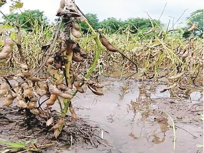 Farmer struggle with the hustle of the Geo tag for the crop loss | नुकसानीसाठी जीओ टॅगच्या हट्टाने शेतकरी मेटाकुटीला Farmer struggle with the hustle of the Geo tag for the crop loss | नुकसानीसाठी जीओ टॅगच्या हट्टाने शेतकरी मेटाकुटीला