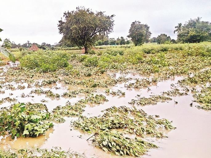 ... then it will take years for independent crop panchanama for insurance companies | ...तर विमा कंपन्यांच्या स्वतंत्र पंचनाम्यांना लागणार वर्ष ... then it will take years for independent crop panchanama for insurance companies | ...तर विमा कंपन्यांच्या स्वतंत्र पंचनाम्यांना लागणार वर्ष