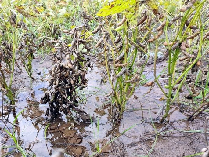 Damage to crops of five and a half lakh farmers in Nanded | ओल्या दुष्काळाने साडेपाच लाख शेतकऱ्यांच्या पिकांचे नुकसान; दीड हजार गावांना फटका Damage to crops of five and a half lakh farmers in Nanded | ओल्या दुष्काळाने साडेपाच लाख शेतकऱ्यांच्या पिकांचे नुकसान; दीड हजार गावांना फटका