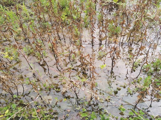 Heavy rains hit 1490 villages in Nanded district | नांदेड जिल्ह्यात १४९० गावांना अतिवृष्टीचा फटका Heavy rains hit 1490 villages in Nanded district | नांदेड जिल्ह्यात १४९० गावांना अतिवृष्टीचा फटका