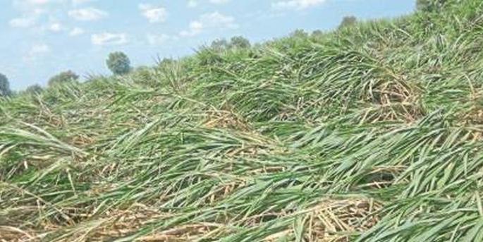 Crop damage panchnama in Washim district Incomplete | वाशिम जिल्ह्यात पीक नुकसानाचे पंचनामे अपूर्ण