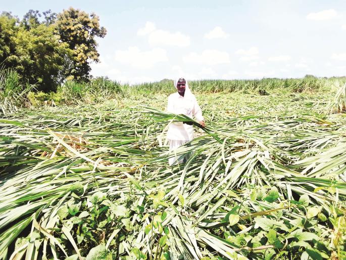 Just waiting for help; 17 lakh farmers deprived of compensation | मदतीची प्रतीक्षाच; नुकसान भरपाईपासून १७ लाख शेतकरी वंचित Just waiting for help; 17 lakh farmers deprived of compensation | मदतीची प्रतीक्षाच; नुकसान भरपाईपासून १७ लाख शेतकरी वंचित