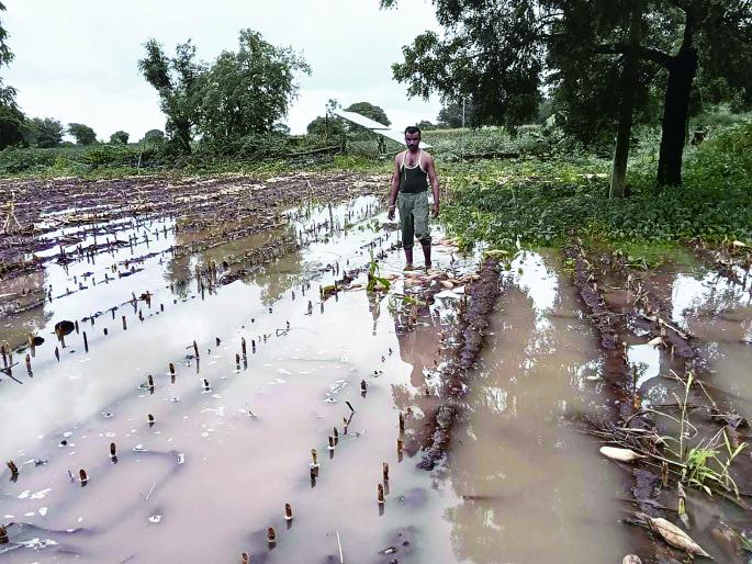 Heavy rains have robbed farmers of their crops, and the state government's aid has also disappeared! | अतिवृष्टीने शेतकऱ्यांच्या हातातोंडाचा घास हिरावला, राज्य शासनाकडून मदतीचा घासही गायब! Heavy rains have robbed farmers of their crops, and the state government's aid has also disappeared! | अतिवृष्टीने शेतकऱ्यांच्या हातातोंडाचा घास हिरावला, राज्य शासनाकडून मदतीचा घासही गायब!