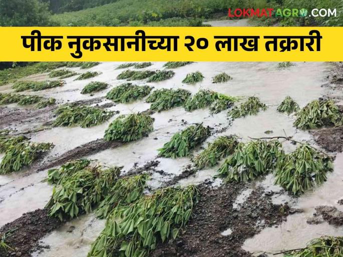 Crop Insurance: 20 lakh crop loss claims filed in the state | Crop Insurance : राज्यात पीक नुकसानीचे २० लाख दावे दाखल
