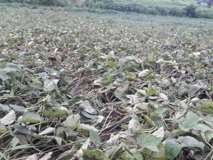 the cotton swabs ends in first pickup; Concern among cotton growing farmers | पहिल्याच वेचणीत होतेय कपाशीची पऱ्हाटी; कापूस उत्पादक शेतकऱ्यांमध्ये चिंता the cotton swabs ends in first pickup; Concern among cotton growing farmers | पहिल्याच वेचणीत होतेय कपाशीची पऱ्हाटी; कापूस उत्पादक शेतकऱ्यांमध्ये चिंता