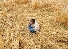 Damage of four lakh 3 thousand hectares of crop | चार लाख ८० हजार हेक्टर पिकांचे नुकसान Damage of four lakh 3 thousand hectares of crop | चार लाख ८० हजार हेक्टर पिकांचे नुकसान