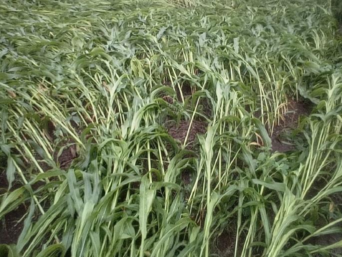 Money deposited in the bank account of farmers who have done e-KYC for rain damage | पावसामुळे झालेल्या नुकसानीकरिता ई-केवायसी केलेल्या शेतकऱ्यांच्या बँक खात्यात पैसे जमा Money deposited in the bank account of farmers who have done e-KYC for rain damage | पावसामुळे झालेल्या नुकसानीकरिता ई-केवायसी केलेल्या शेतकऱ्यांच्या बँक खात्यात पैसे जमा