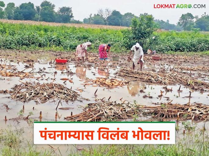 Delay in Panchnama of damaged crops is a concern; Tehsildar sends notice to agricultural assistants, officers, village workers | नुकसानग्रस्त पिकाच्या पंचनाम्यास केलेला विलंब भोवला; कृषी सहायक, अधिकारी, ग्रामसेवकांना तहसीलदारांनी पाठवली नोटीस Delay in Panchnama of damaged crops is a concern; Tehsildar sends notice to agricultural assistants, officers, village workers | नुकसानग्रस्त पिकाच्या पंचनाम्यास केलेला विलंब भोवला; कृषी सहायक, अधिकारी, ग्रामसेवकांना तहसीलदारांनी पाठवली नोटीस