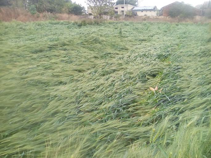 Hailstorm, incessant rains hit the crop | गारपीट, अवकाळी पावसाचा पिकांना फटका Hailstorm, incessant rains hit the crop | गारपीट, अवकाळी पावसाचा पिकांना फटका