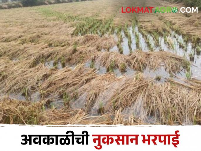latest News 1080 rupees help to farmer for rice cultivation on three acres damaged due to bad weather | अवकाळीने तीन एकरांवरील भात शेती उध्वस्त, भरपाई मिळाली 1080 रुपयेच...! 