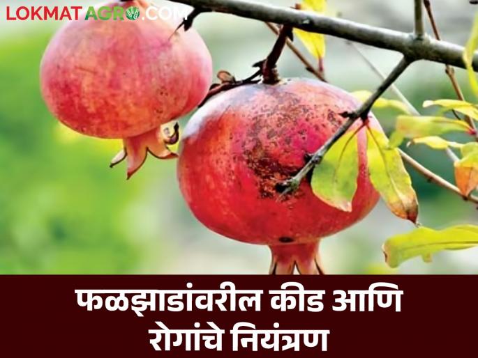 Latest News Fruit Crop Management Infestation of many insect diseases on fruit trees see how to control | Fruit Crop Management : फळझाडांवरील कीड आणि रोगांचे नियंत्रण, कसे कराल व्यवस्थापन? वाचा सविस्तर