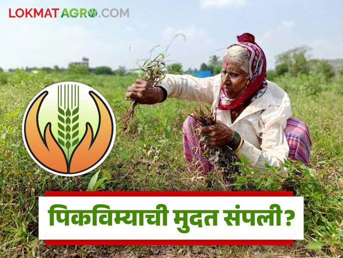 Latest News Crop insurance scheme has expired, Government decision will take a month Read in detail | Pik Vima Yojana : पीकविम्याची मुदत संपली, नुकसानीची जबाबदारी घेणार काेण? वाचा सविस्तर  Latest News Crop insurance scheme has expired, Government decision will take a month Read in detail | Pik Vima Yojana : पीकविम्याची मुदत संपली, नुकसानीची जबाबदारी घेणार काेण? वाचा सविस्तर