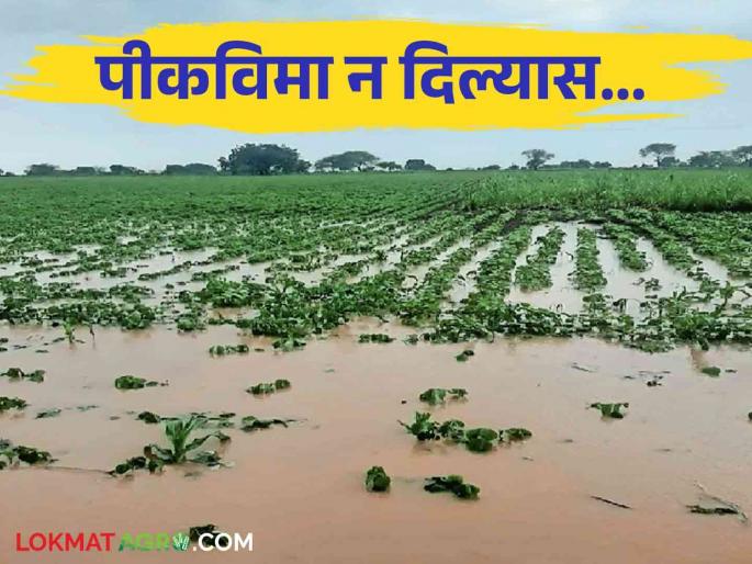Pik Vima : Withholding of crop insurance amount Act provide crime insurance subsidy immediately give to farmer | Pik Vima : पीकविमा रक्कम रोखणे कायद्याने गुन्हा विमा अनुदान त्वरित द्या Pik Vima : Withholding of crop insurance amount Act provide crime insurance subsidy immediately give to farmer | Pik Vima : पीकविमा रक्कम रोखणे कायद्याने गुन्हा विमा अनुदान त्वरित द्या