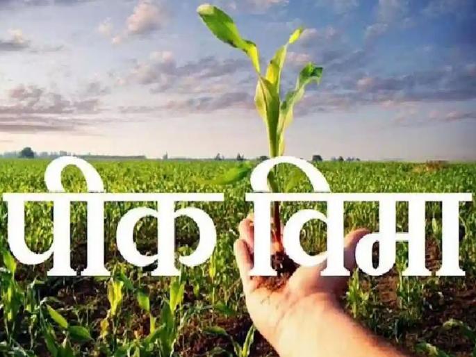 Crop insurance scheme to be rolled out at one rupee, instructions to remove four compensation criteria | एक रुपयात पीक विमा योजना आता गुंडाळणार, भरपाईचे चार निकषही वगळण्याचे निर्देश Crop insurance scheme to be rolled out at one rupee, instructions to remove four compensation criteria | एक रुपयात पीक विमा योजना आता गुंडाळणार, भरपाईचे चार निकषही वगळण्याचे निर्देश